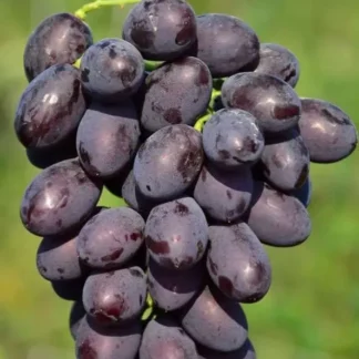 Виноград Каталонія