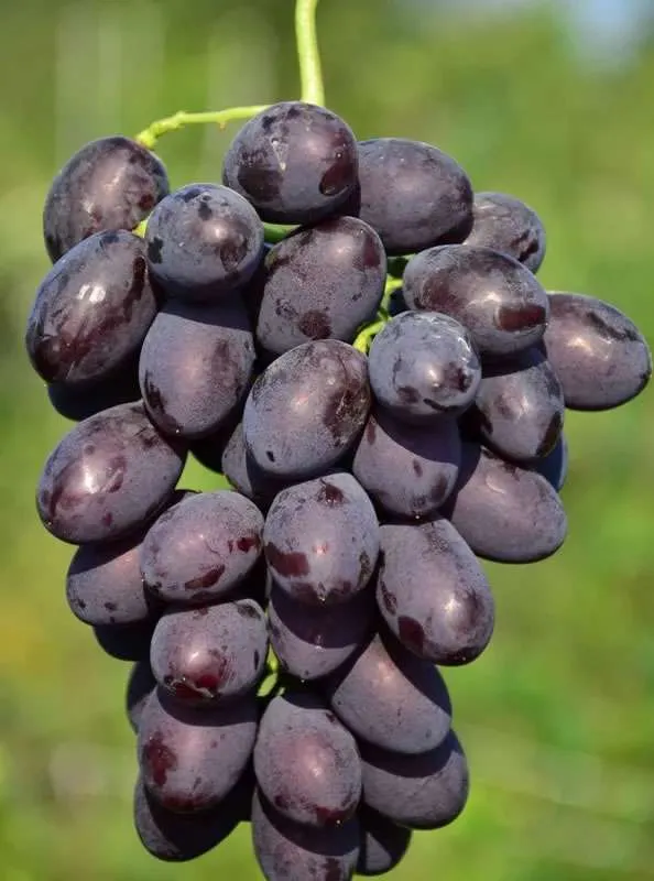 Виноград Каталонія