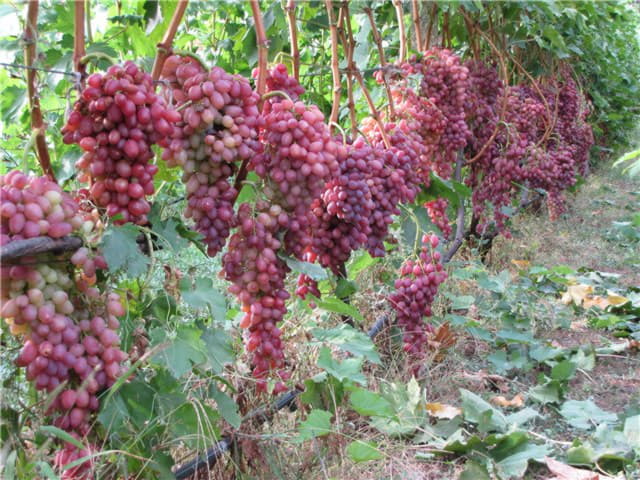 Виноград Кішміш Променистий
