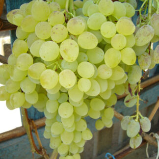 Виноград Кишмиш Русбол