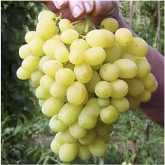 Виноград Лора