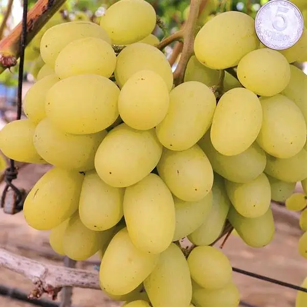 Виноград Мілана