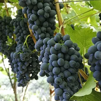 Виноград Молдова