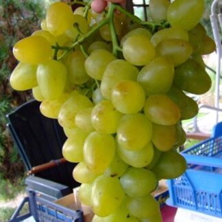 Виноград Монарх