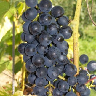 Виноград Мускат Блау