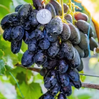 Виноград Наталія