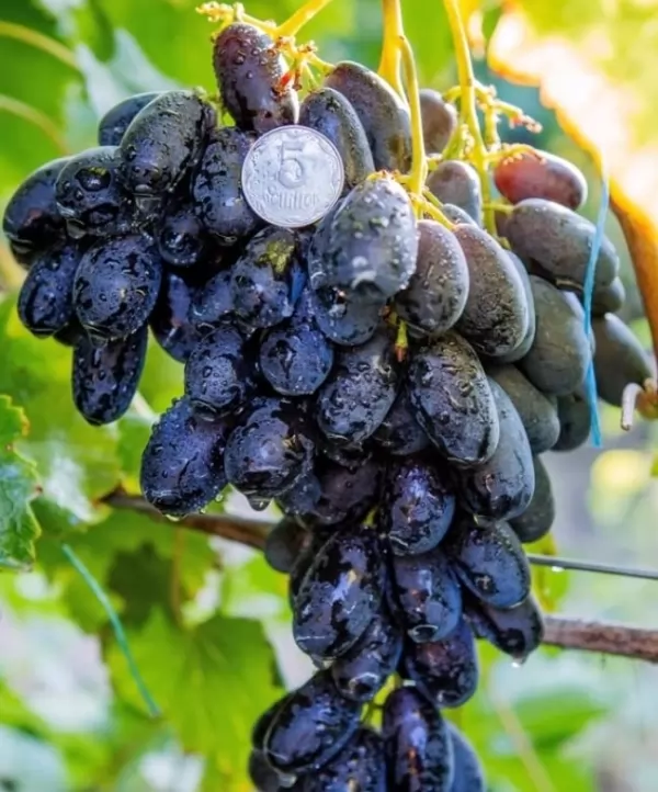 Виноград Наталія