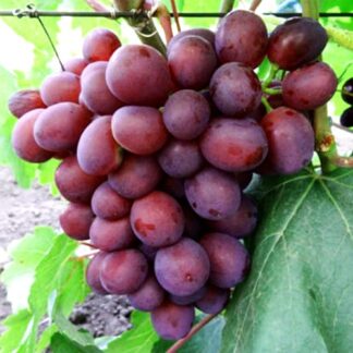 Виноград Пам'яті Вчителя