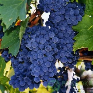 Виноград Рубін