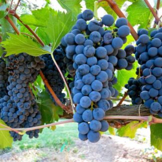 Виноград Руслан