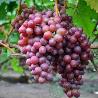 Виноград Сенатор