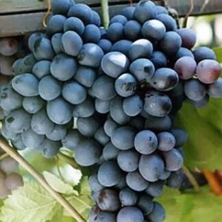 Виноград Шарада