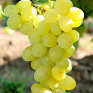 Виноград Спонсор