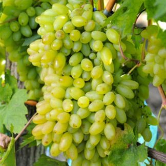 Виноград Століття