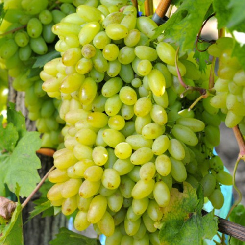 Виноград Століття