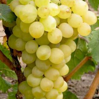 Виноград Талісман