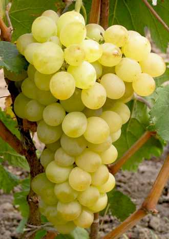 Виноград Талісман