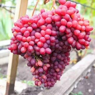 Виноград Велес