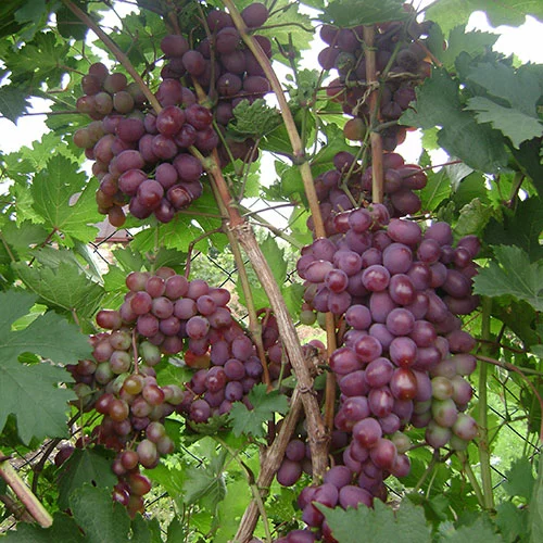 Виноград Вікторія