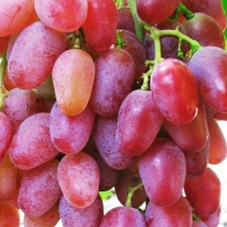 Виноград Вогняний