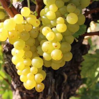 Виноград Восторг