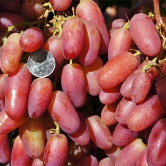 Виноград Ювілей Новочеркаську