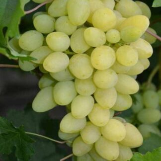 Виноград Зірниця
