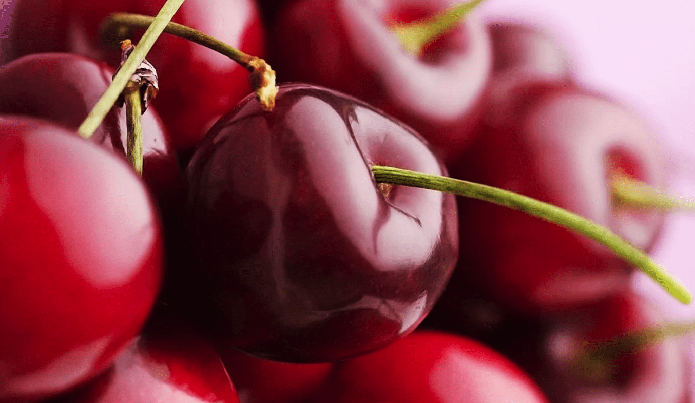 Вишня Відродження (саджанець, трьохрічний)