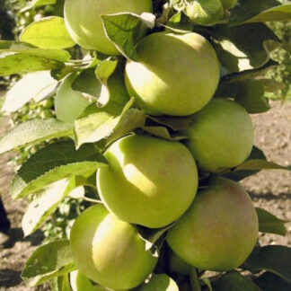 Яблуня колоновидна Білосніжка