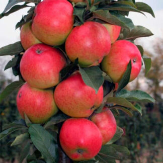 Яблуня колоновидна Готика