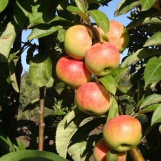 Яблуня колоновидна Телеймон
