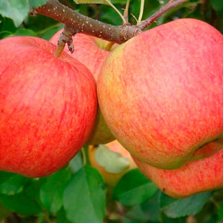 Яблуня Чемпіон (саджанець, дворічний)