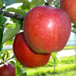 Яблуня Целесте (саджанець, дворічний)