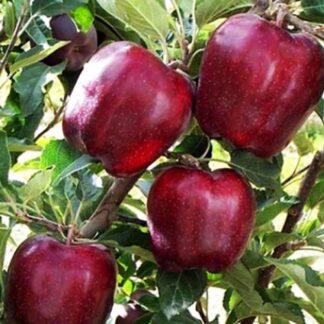 Яблуня Джеремі (саджанець, трьохрічний)