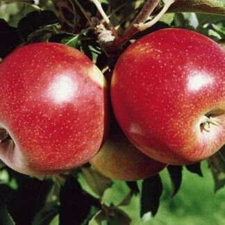 Яблуня Джонаголд Декоста (саджанець, трьохрічний)