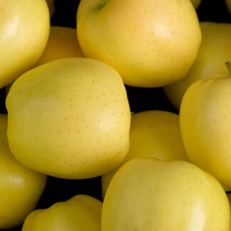 Яблуня Голден Делішес (саджанець, трьохрічний)