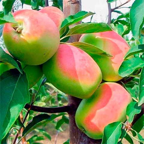 Яблуня Кандиль Синап (саджанець, однорічний)