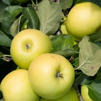 Яблуня Мутсу (саджанець, дворічний)