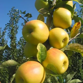 Яблуня Опал (саджанець, дворічний)