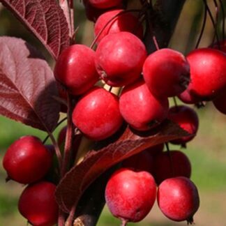 Яблуня Райське Яблучко