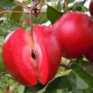 Яблуня Ред Кетті (саджанець, дворічний)
