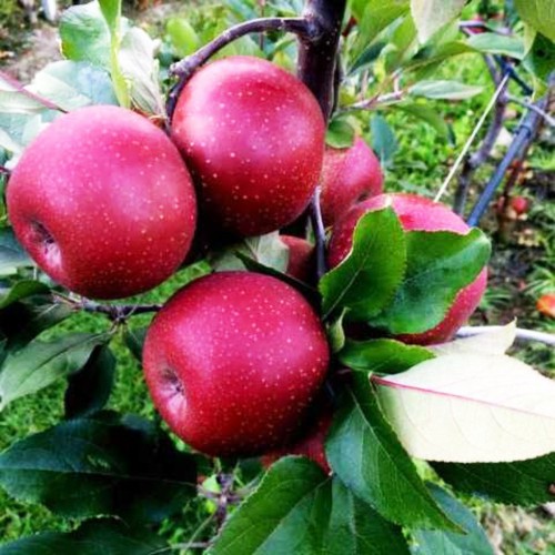 Яблуня Ред Мун (саджанець, дворічний)