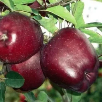 Яблуня Ріхард (саджанець, дворічний)
