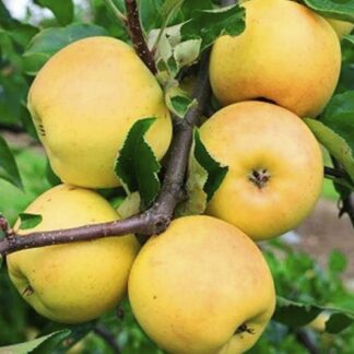 Яблуня Сіріус (саджанець, дворічний)