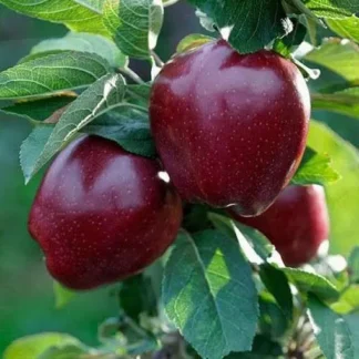 Яблуня Старкрімсон (саджанець, дворічний)