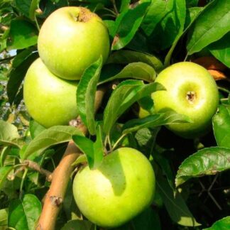 Яблуня Симиренко (саджанець, дворічний)