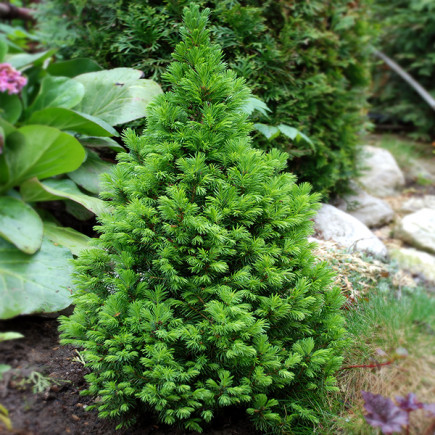 Ялина Коніка