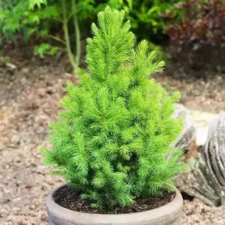 Ялина канадська Коніка