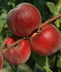 Персик Азорит (саджанець, дворічний)