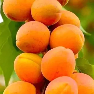 Абрикос Липневий (саджанець, дворічний)